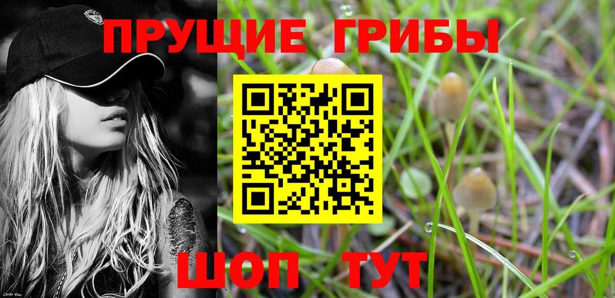 Галлюциногенные грибы Psilocybe Павлово